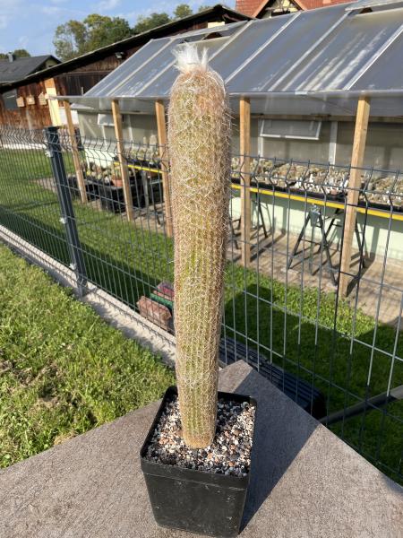 Espostoa lanata
